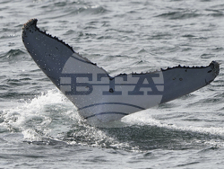 Australia Humpback Highway