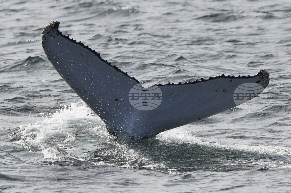 Australia Humpback Highway