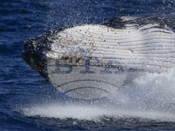 Australia Humpback Highway