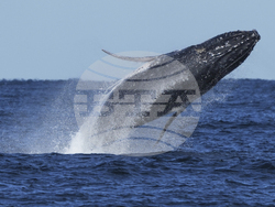 Australia Humpback Highway