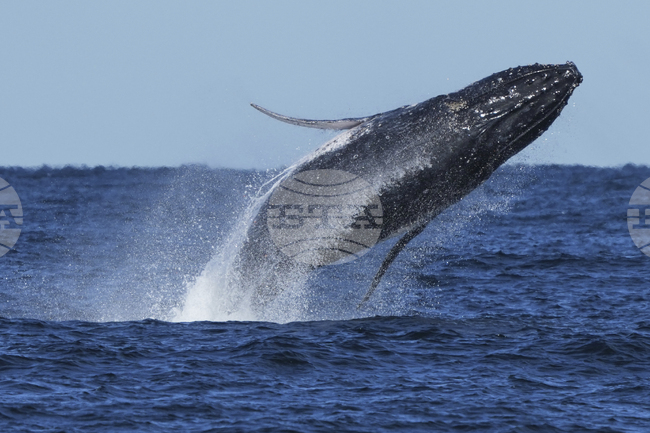 Австралийски учени свързват по-ранната миграция на китовете с намаляването на арктическите ледове