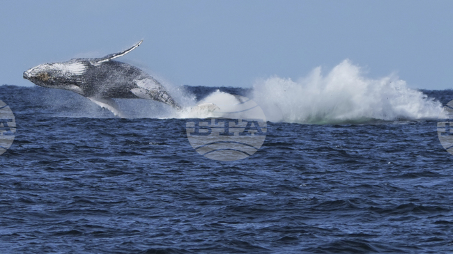 Австралийски учени откриха останки от кит, обитавал моретата преди 26 милиона години