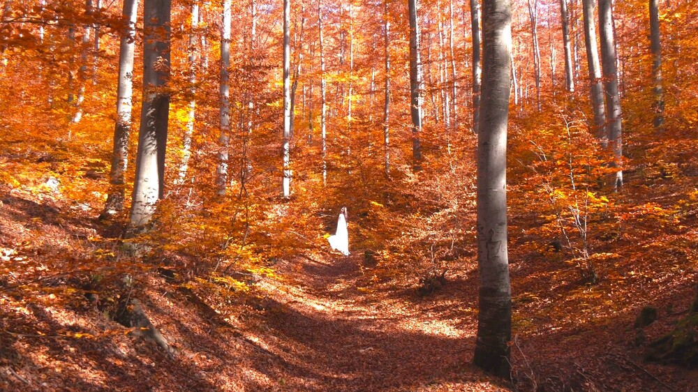 Община Ардино: Белите брези – приказната гора на Ардино