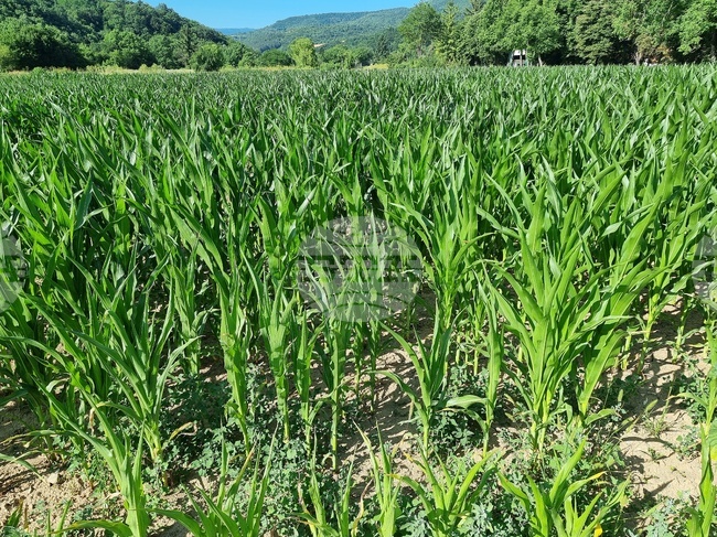 Заради горещините и засушаването пролетниците в Монтанско са в лошо състояние, предупреди организация на зърнопроизводителите