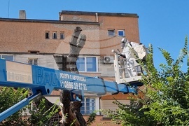 Сливен - Стария бряст - резитба