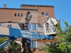 Сливен - Стария бряст - резитба