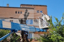 Сливен - Стария бряст - резитба