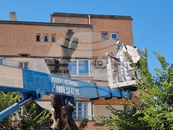 Сливен - Стария бряст - резитба