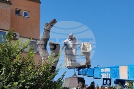 Сливен - Стария бряст - резитба