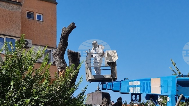 Резитба на някои от клоните на Стария бряст бе извършена в Сливен