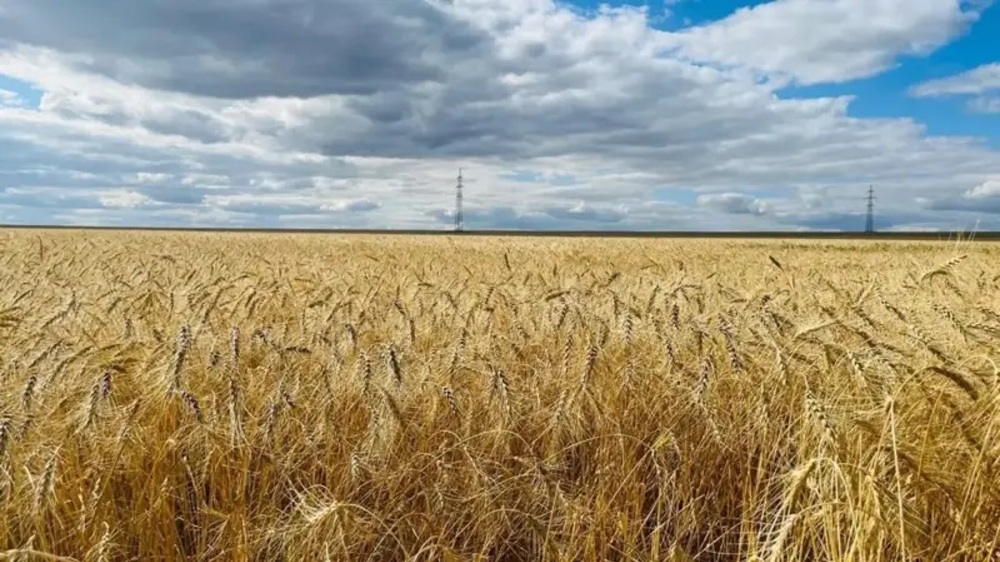 Казинформ: Казахстан ще увеличи износа на зърно за Таджикистан