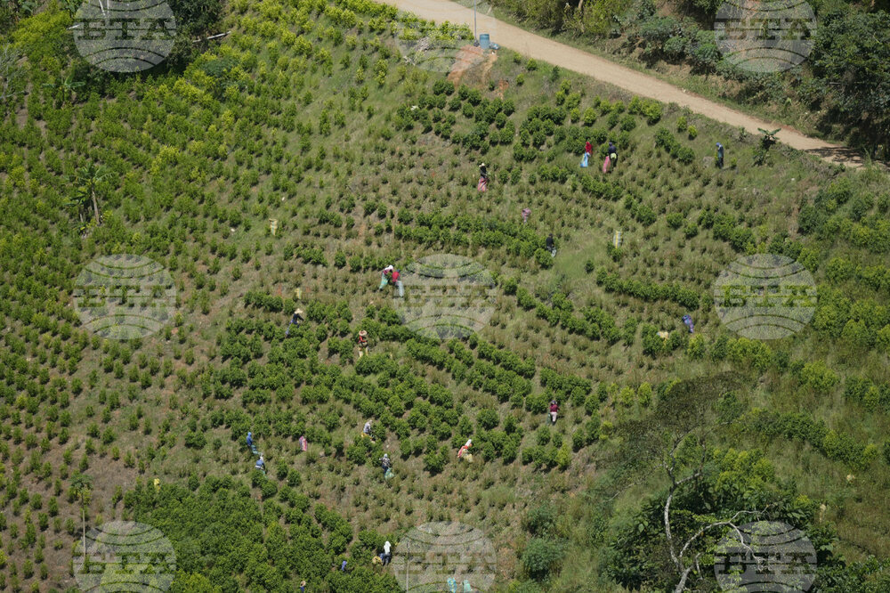 Colombia Cocaine