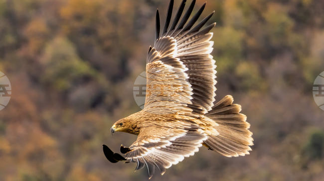 Bulgaria Sees Record Surge in Imperial Eagle Population Thanks to Conservation Efforts