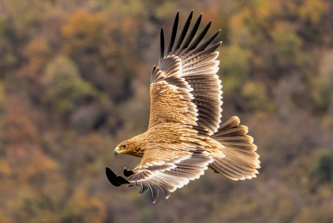 Bulgaria Sees Record Surge in Imperial Eagle Population Thanks to Conservation Efforts