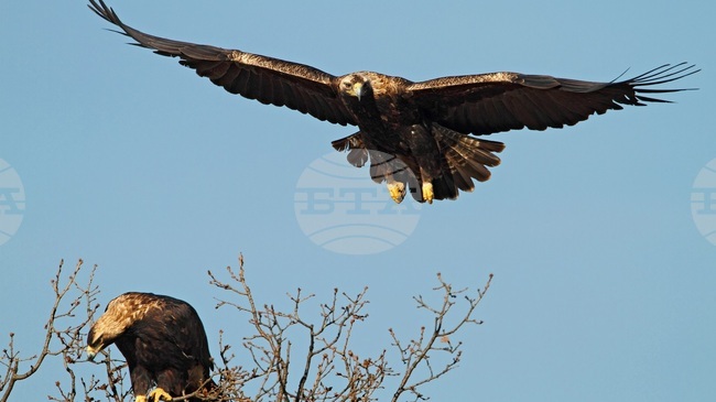 Електроразпределение Юг започва международен проект за опазване на световнозастрашени видове птици 