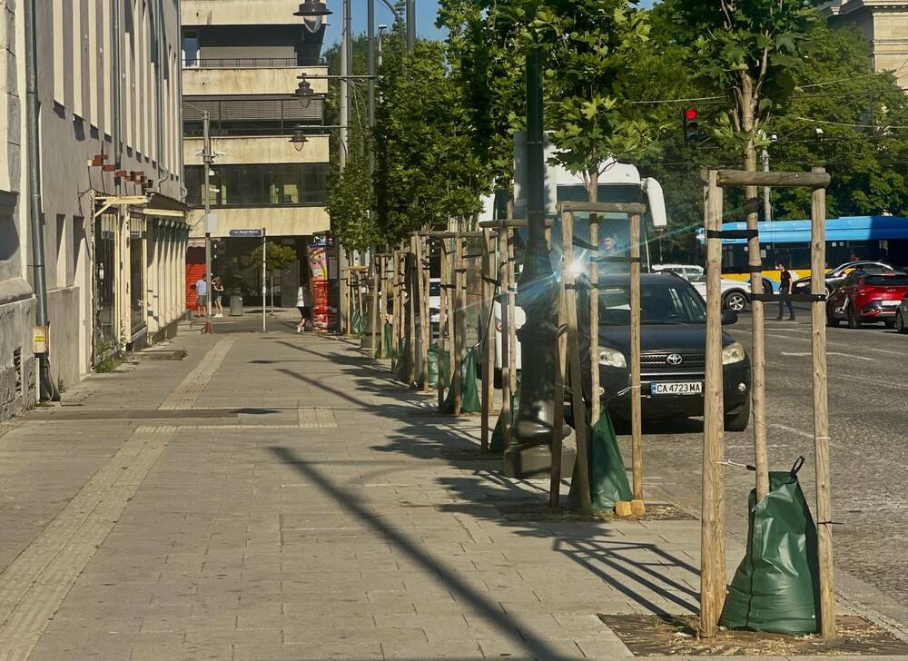 Sofia Launches Weekly Watering Campaign to Protect Young Trees from Summer Heat