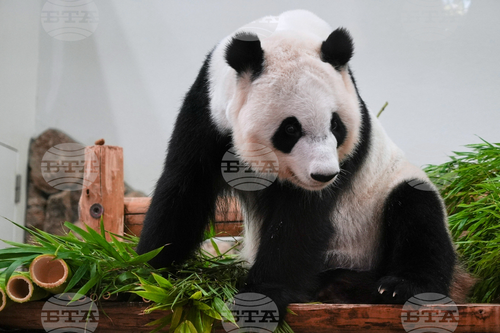 Japan Panda Farewell