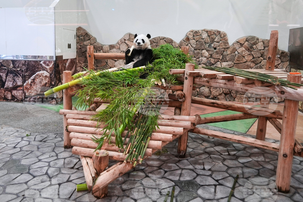 Japan Panda Farewell