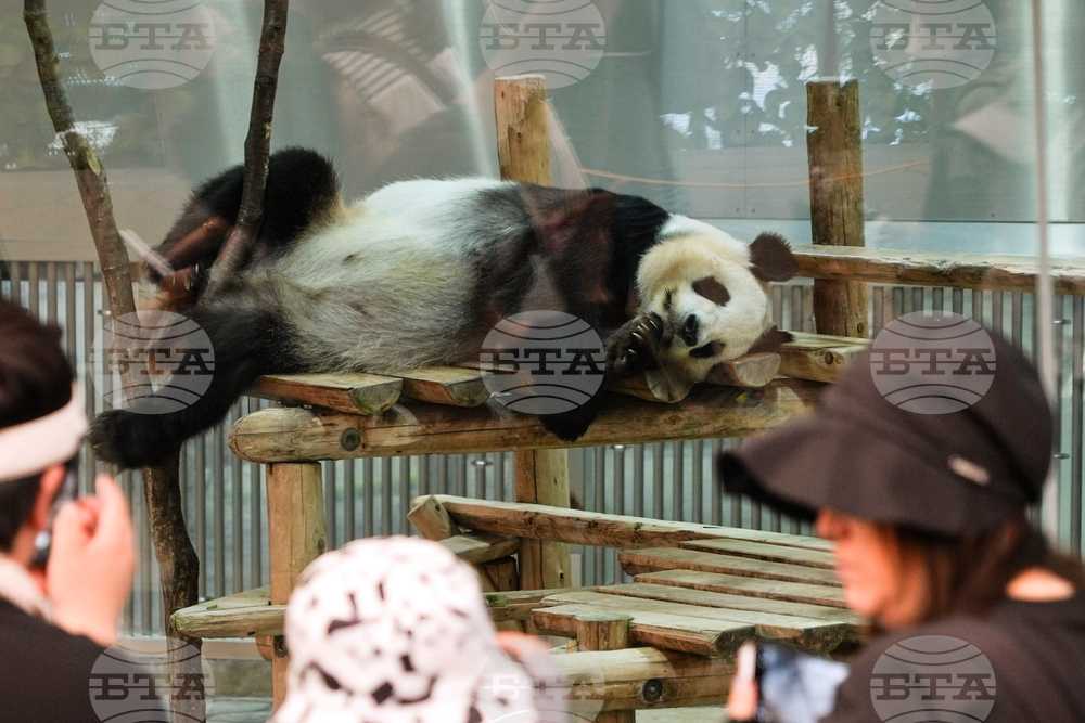 Japan Panda Farewell