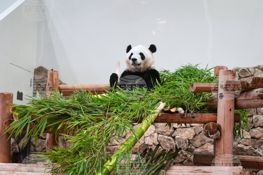 Japan Panda Farewell
