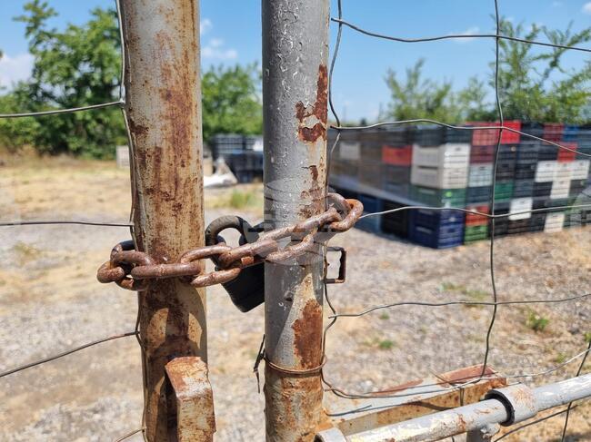 За първи път от години пунктове за изкупуване на череши в Кюстендилско не работят