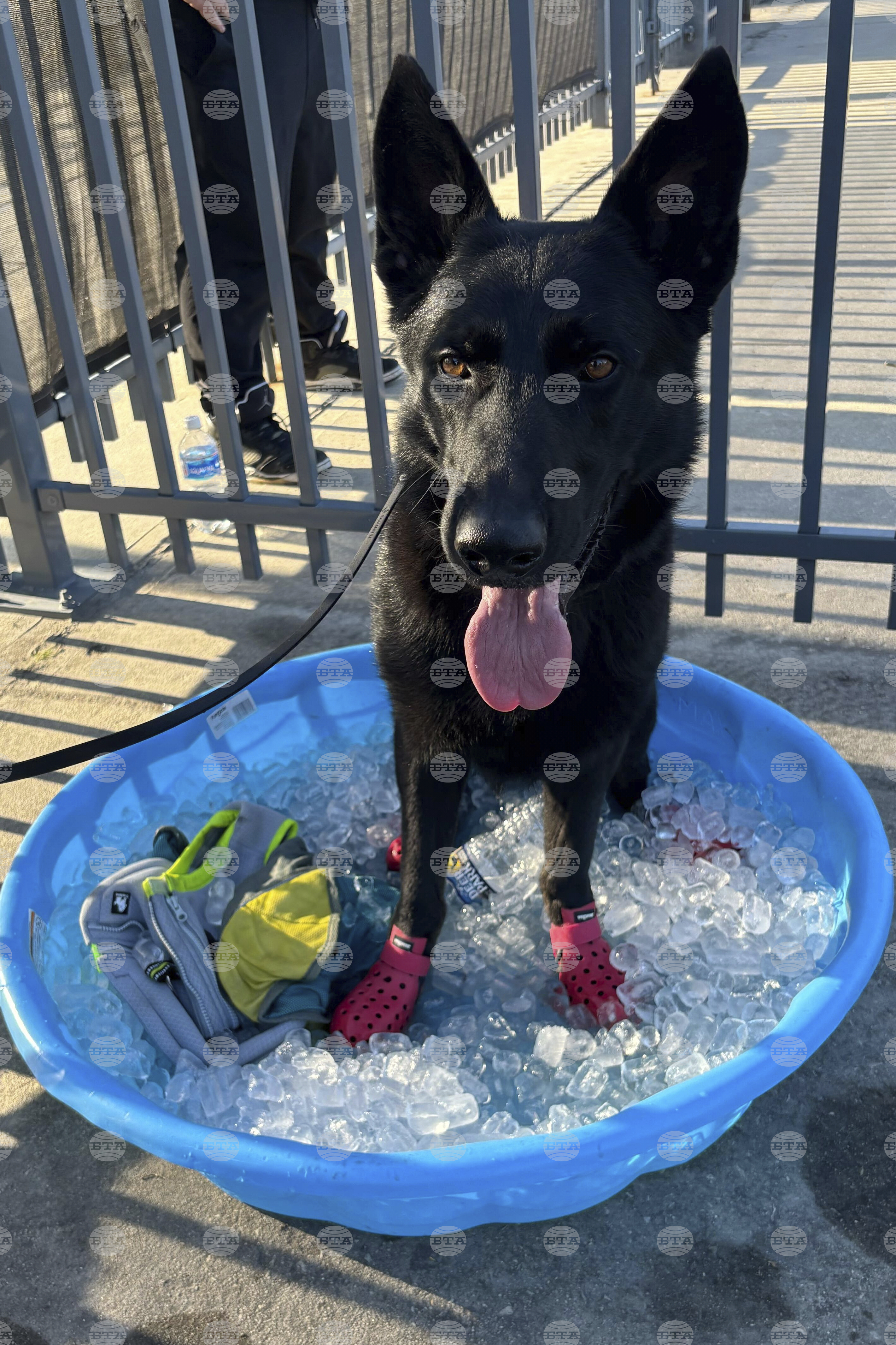 CWC Heat Wave Working Dogs
