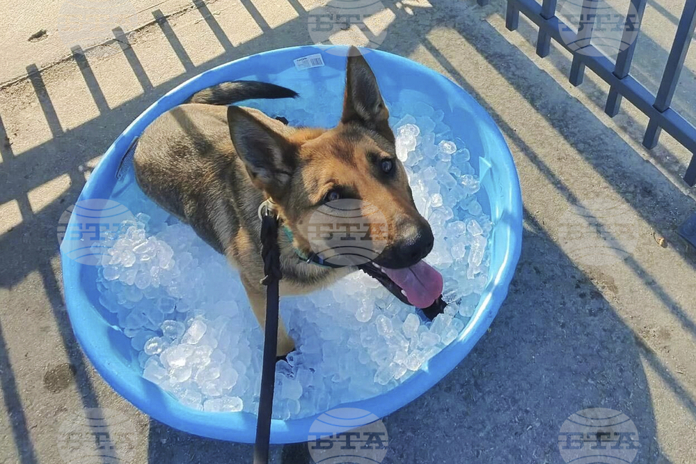 CWC Heat Wave Working Dogs