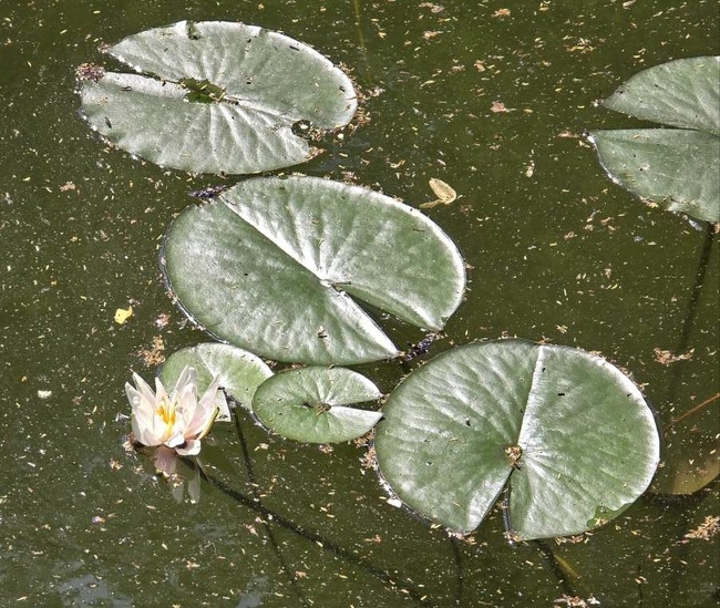 Община Шумен: Цъфнаха водните лилии в езерото на „Кьошковете“