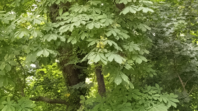 От събота в Шумен започва повторна обработка срещу кърлежи и кестенов молец