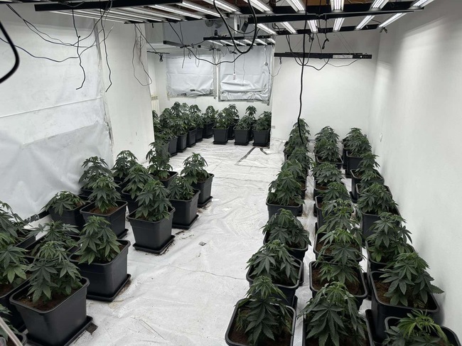 При операция в София са открити високотехнологични наркооранжерии