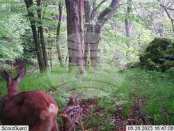 Сливен, биоразнообразие, фотокапани, снимка:Николай Долапчиевнтервю