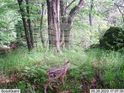 Сливен, биоразнообразие, фотокапани, снимка:Николай Долапчиев