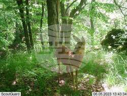 Сливен, биоразнообразие, фотокапани, снимка:Николай Долапчиев