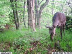 Сливен, биоразнообразие, фотокапани, снимка:Николай Долапчиев