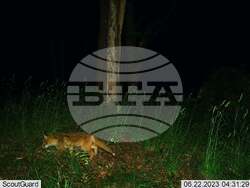 Сливен, биоразнообразие, фотокапани, снимка:Николай Долапчиев