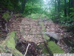 Сливен, биоразнообразие, фотокапани, снимка:Николай Долапчиев