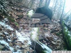 Сливен, биоразнообразие, фотокапани, снимка:Николай Долапчиев