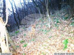 Сливен, биоразнообразие, фотокапани, снимка:Николай Долапчиев