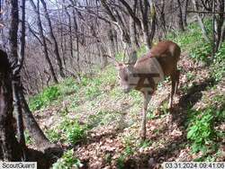 Сливен, биоразнообразие, фотокапани, снимка:Николай Долапчиев