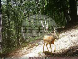 Сливен, биоразнообразие, фотокапани, снимка:Николай Долапчиев