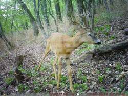 Сливен, биоразнообразие, фотокапани, снимка:Николай Долапчиев