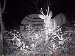 Сливен, биоразнообразие, фотокапани, снимка:Николай Долапчиев