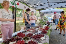 Кюстендил - Празник на черешата