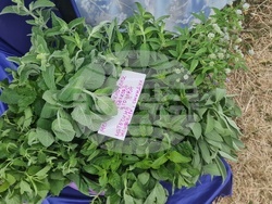 Село Балканец - 20-ти „Празник на билките, планината и туризма“