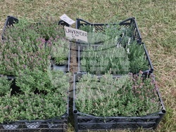 Село Балканец - 20-ти „Празник на билките, планината и туризма“