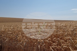 Село Манастирище - старт на жътвената кампания