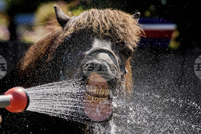 Стопани охлаждат домашните животни при растящите температури в САЩ