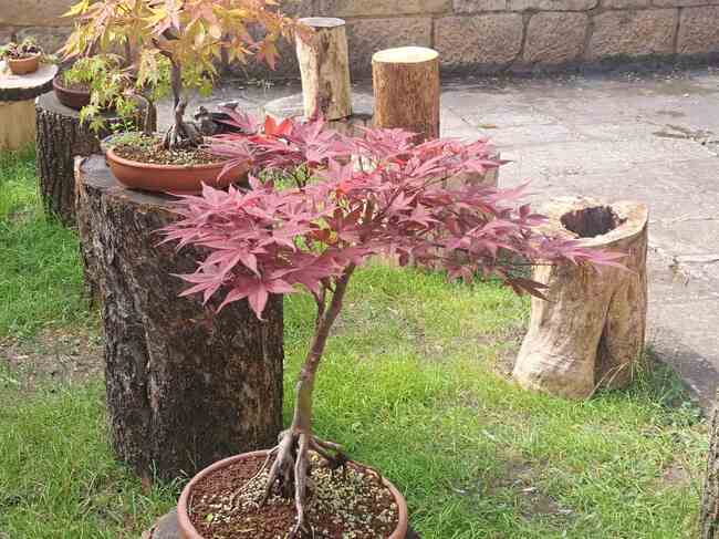 Община Шумен: Общинска бонсай градина с 360 дървета отваря врати през август в Шумен