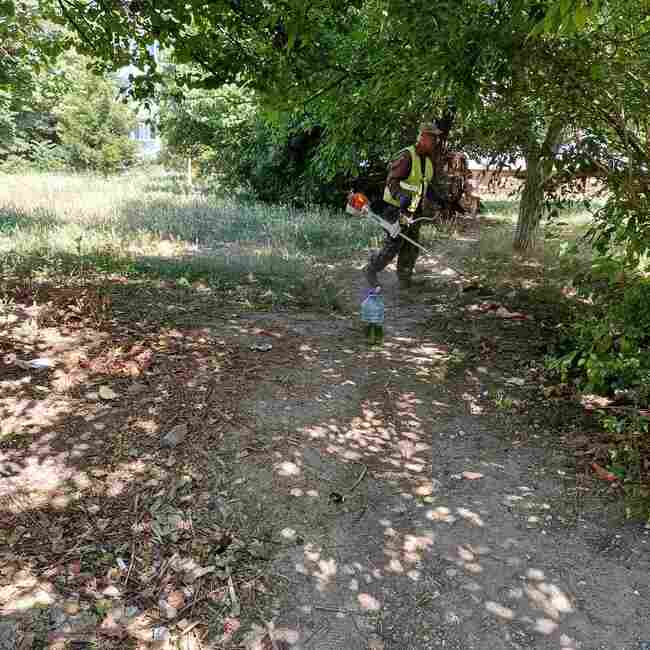 Община Шумен: Повдигат се във височина короните на дърветата по бул. „Велики Преслав“, да се шофира внимателно