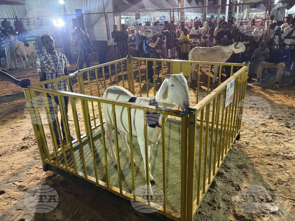 Senegal Luxury Sheep Contest